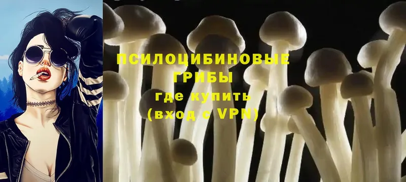 где найти наркотики  Верещагино  hydra ТОР  Псилоцибиновые грибы Psilocybe 